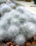 Mammillaria Schwarzii