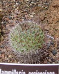 Mammillaria Scrippsiana