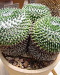 Mammillaria Sempervivi