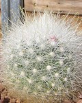 Mammillaria Senilis