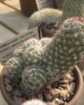 Mammillaria Sheldonii