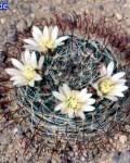 Mammillaria Sinistrohamata