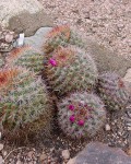 Mammillaria Sonorensis