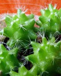 Mammillaria Sphacelata