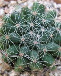 Mammillaria Sphaerica