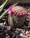 Mammillaria Spinosissima