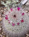 Mammillaria Standleyi