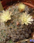 Mammillaria Stella-de-tacubaya