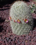 Mammillaria Supertexta