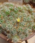 Mammillaria Surculosa