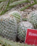 Mammillaria Tayloriorum