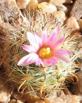 Mammillaria Tepexicensis