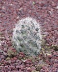 Mammillaria Tetrancistra