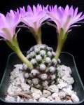 Mammillaria Theresae