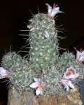 Mammillaria Thornberi