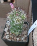 Mammillaria Tonalensis