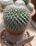 Mammillaria Uncinata