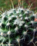 Mammillaria Varieaculeata