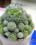 Mammillaria Vetula