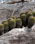 Mammillaria Voburnensis