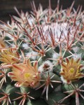 Mammillaria Wagneriana