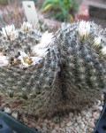 Mammillaria Weingartiana