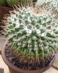 Mammillaria Winterae