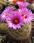 Mammillaria Wrightii