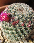 Mammillaria Xaltianguensis