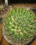 Mammillaria Zephyranthoides