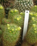 Mammillaria Zublerae