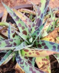 Manfreda maculosa