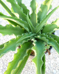 Manfreda undulata