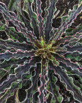 Manfreda undulata 'Cherry Chocolate Chip'