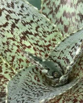Manfreda variegata
