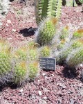 Matucana Aurantiaca