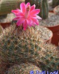 Matucana Comacephala