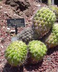 Matucana Intertexta