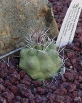 Matucana Madisoniorum