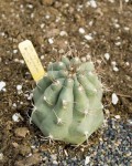 Matucana Pujupatii