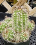 Matucana Tuberculata