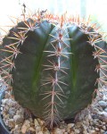 Melocactus Bahiensis