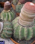 Melocactus Bellavistensis