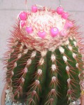 Melocactus Broadwayi