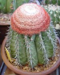 Melocactus Conoideus