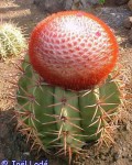 Melocactus Deinacanthus