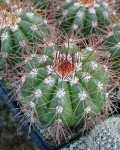 Melocactus Ernestii