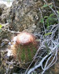 Melocactus Harlowii