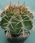 Melocactus Lanssensianus