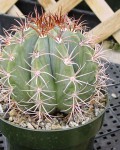 Melocactus Levitestatus